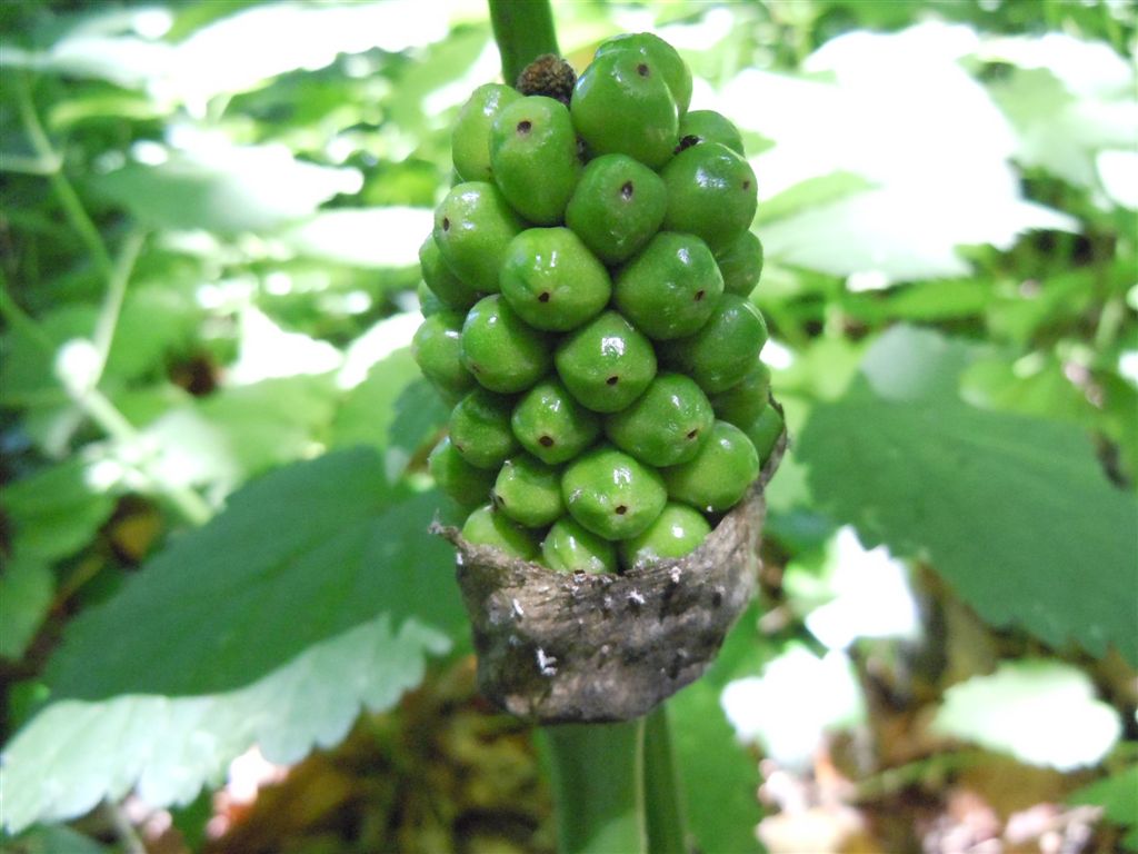 Arum italicum